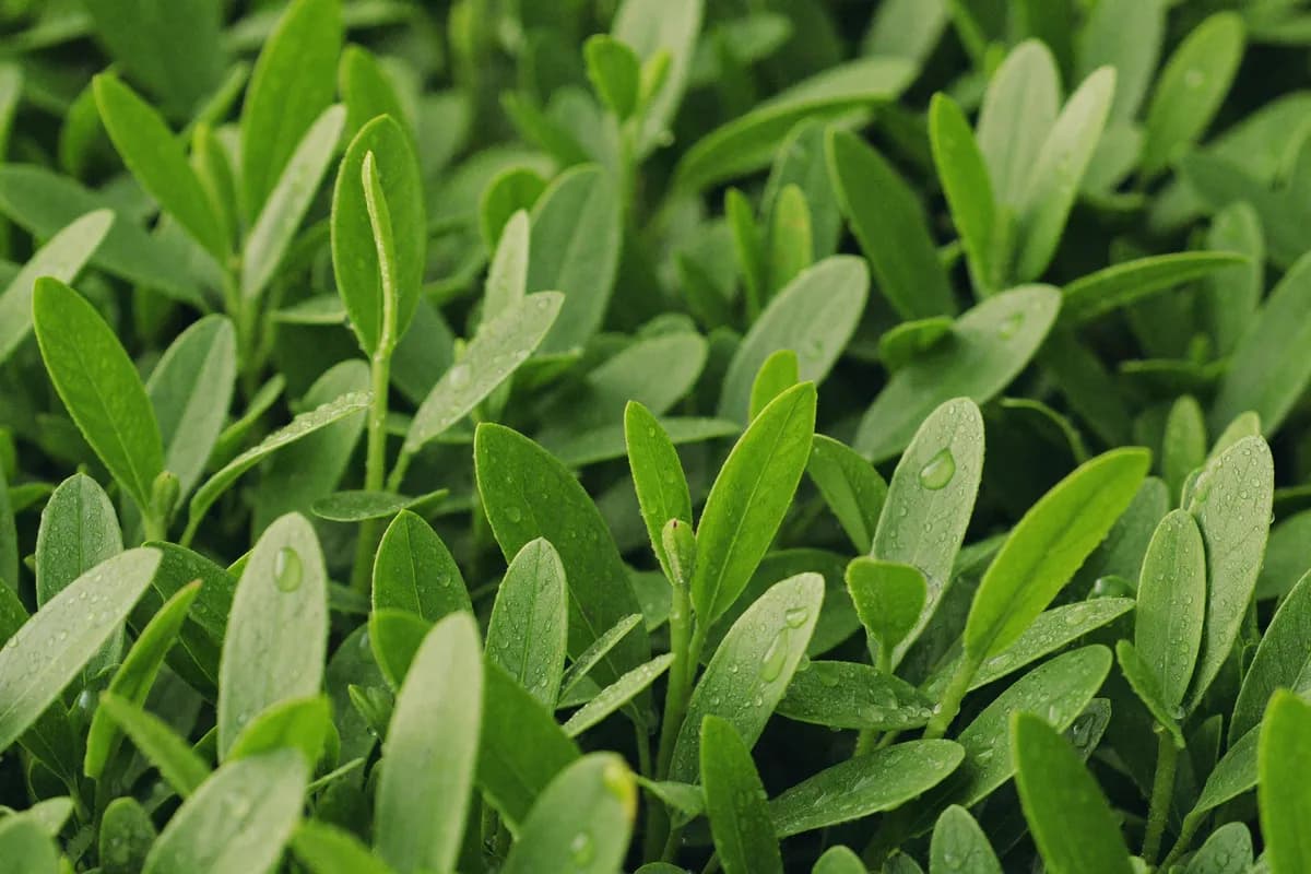 Vivid green seedlings with water droplets under soft diffused grow light