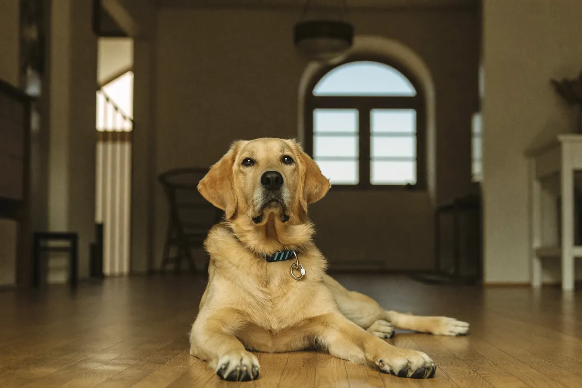 Relaxed dog lying on a wooden floor in a warm home interior, soft window light